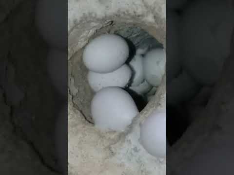 #egg #naturelife #naturelovers #youtubeshorts #smallest