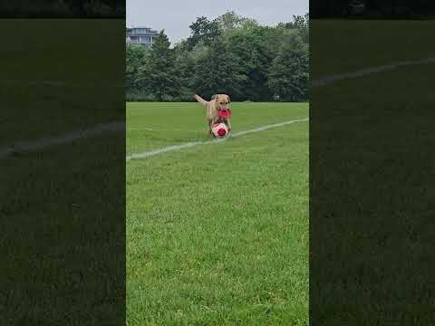 Dog Dribbles Soccer Ball!!!