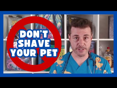 Top 10 Pet Care Tips You Didn't Know For Summer!