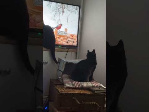 Cats watch television