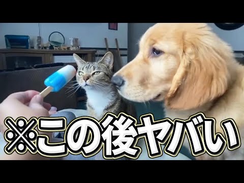 【2ch動物スレ】ツッコミどころ満載なおもしろ猫動画50連発！Part6（鳴き声、しゃべる、子猫、かわいい）