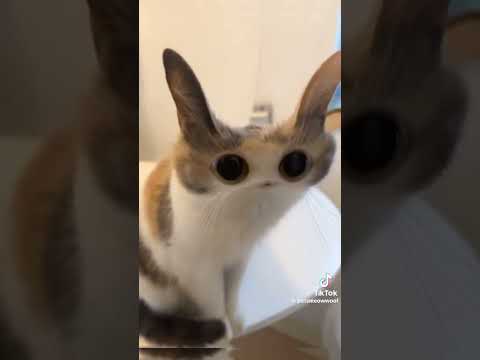 Credits to petsmeowwoof on #tiktok #notmine #youtubeshorts #funny #catvideos #memes #meow #cutecat