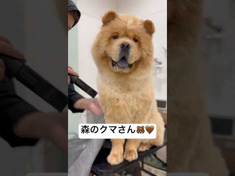 癒しの最高峰…チャウチャウついに登場🤎ドッグアシルでは大型犬のお客様も沢山いらっしゃいます❤️#チャウチャウ #犬 #petgrooming #癒し #cute #cutedog #shorts