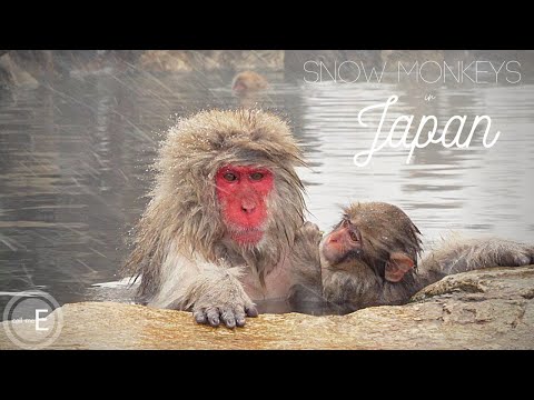 Hell Valley or Snow Monkey Paradise | Jigokudani, Japan