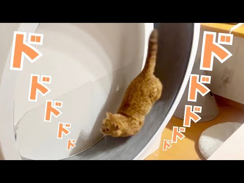 初めて撮影に成功！真夜中にドカドカ走り回っていた猫の正体がまさかの...！