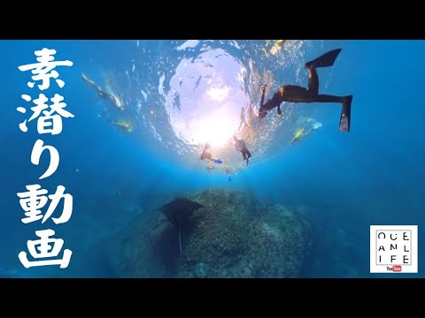 【素潜り動画】一息で遊んでみた！#バリ島 #素潜り #スキンダイブ