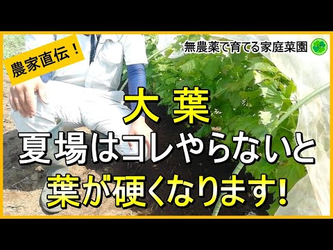 【大葉栽培】暑さを乗り切る真夏のお世話はこれでOK！【有機農家直伝！無農薬で育てる家庭菜園】 24/8/10