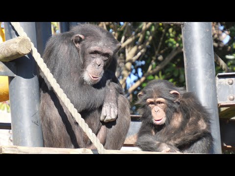 Ichigo mam and Chiyo-chan spent the day relaxing.　Kamine Zoo Chimpanzee 202412