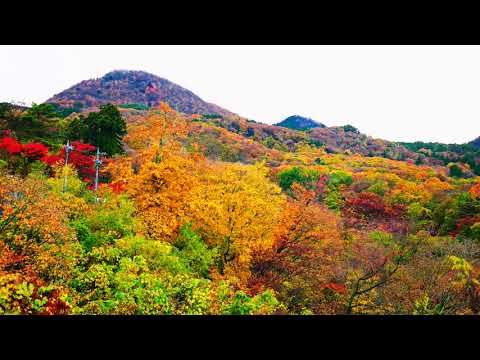 2018關東賞楓 伊香保&河鹿橋夜楓