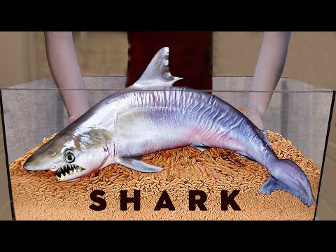 10 000 Maggots VS SHARK | How Quickly The MAGGOTS Eat a SHARK?