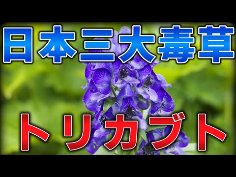 ゆっくり毒物vol.15Re　トリカブト【ゆっくり解説】