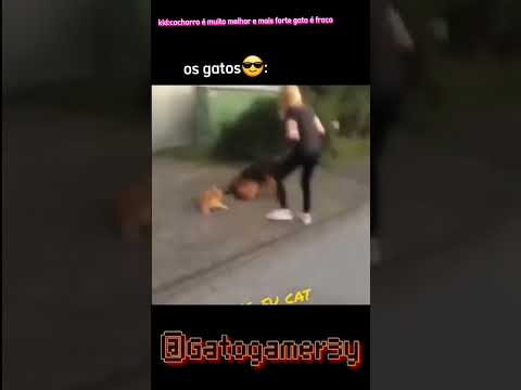 quando dizem que gato é fraco: