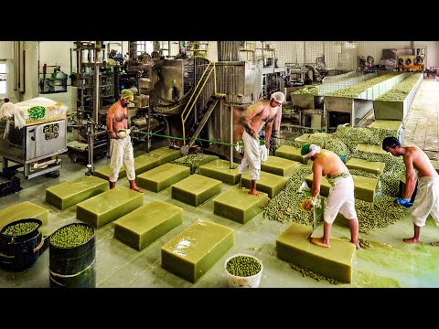 How Millions Tons of Olive Soap Bars Are Produced in the Factory - Harvesting and Processing Olives