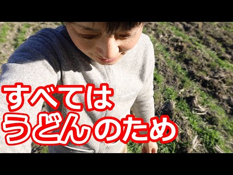 【初挑戦】国産小麦づくりを始めました！ 　started growing organic wheat