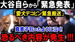 【速報】大谷翔平自ら「緊急発表」「愛犬デコピン緊急搬送」真美子狂ったように泣く!恐るべき内容が発生 !!!