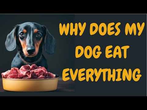 Why Does My Dog Eat Everything