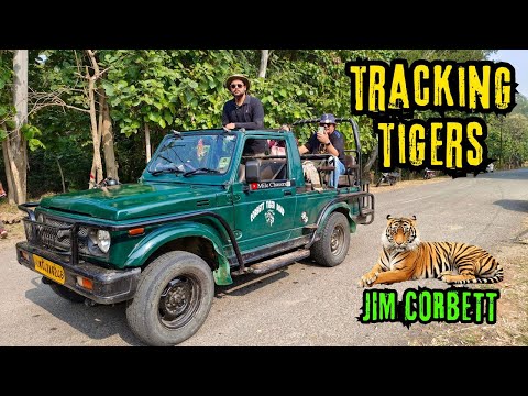 Tracking Tigers in Jim Corbett Dhela Zone | Jungle Safari | Best Zone in Jim Corbett