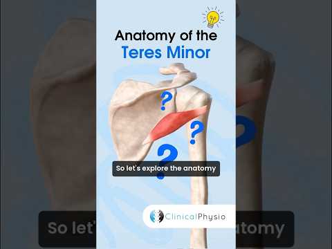 Teres Minor Anatomy #physicaltherapy #physiotheraphy #anatomy