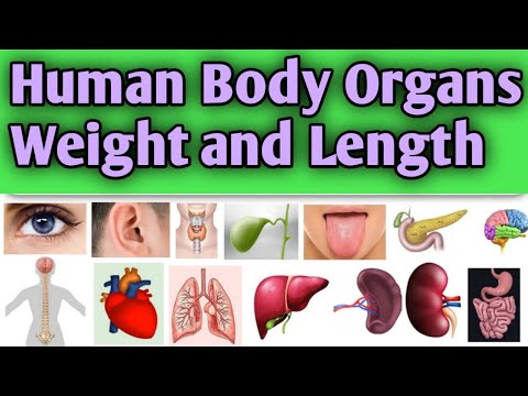 HUMAN BODY ORGANS NAMES WEIGHT AND LENGTH #CNGAJBHIYE #CNMEDICINEINFO #ANATOMY