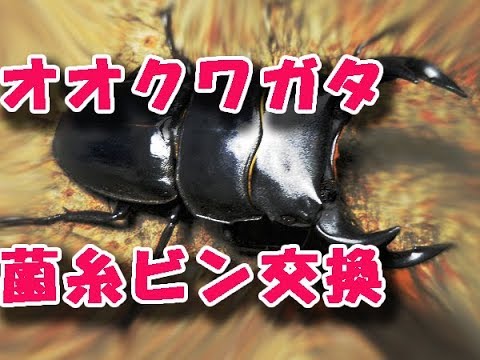 オオクワガタのエサ交換 １回目　１５本交換