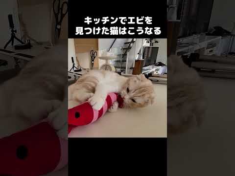 キッチンでエビさんを見つけた猫はこうなります...笑#shots