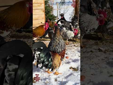 Bavarian bantam chickens: Most beautiful roosters! Bunte Bayerische Landzwerge-Hühner + Hähne #farm