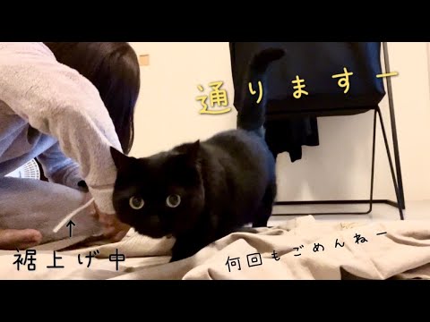 ズボンの裾上げをしている飼い主の前を何度も横切る黒猫