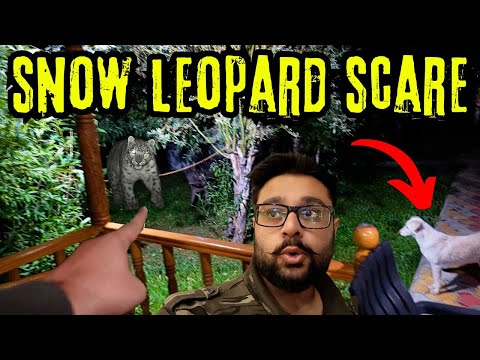 Snow Leopard Scare at Resort in Dras | Leh to Kashmir on Mahindra Scorpio N | Ladakh by car EP 10