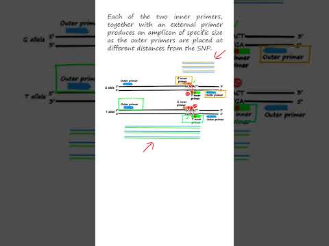 SNP genotyping by T-ARMS-PCR, tetra-primer amplification refractory mutation system—PCR #genetics