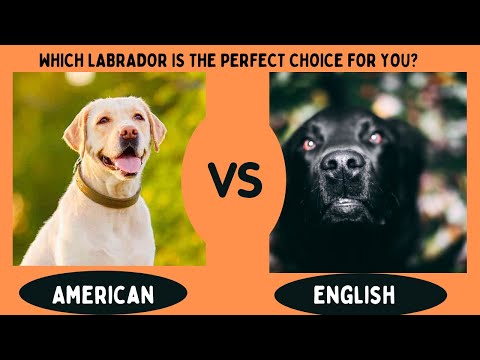 American Labrador VS English Labrador: What is the Difference?