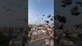 Nitin bhai ke 140 Kabootar ka shok #kabootarbazi #kabootar #birds #pigeon #shortvideo #shorts