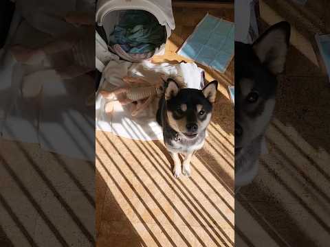 【祝☆うちの子記念日】リビングで初めて日向ぼっこしてた日　#保護犬 #多頭飼育崩壊 #保護犬を家族に #うちの子記念日