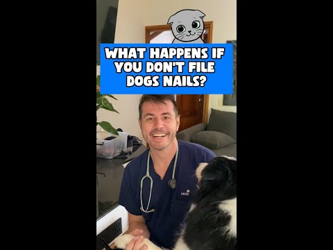 Dr Evan - Can you file your dogs nails? 🐶