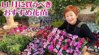 【11月上旬に買うべき宿根草と一年草】気温が下がる冬へ向けて長く楽しむ花苗紹介＆ハンギングバスケットでの使用実例【園芸】【ガーデニング】