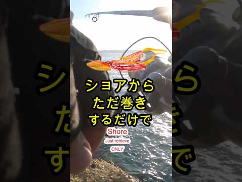 ショアラバ　ただ巻きするだけで　ショアから簡単に釣れる #fishing #ショアジギング