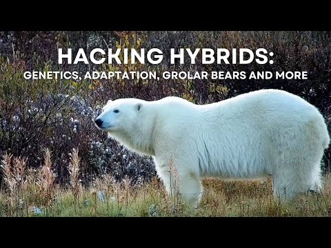 Hacking Hybrids- Genetics, Adaptations, Grolar Bears, and more! | Tundra Connections