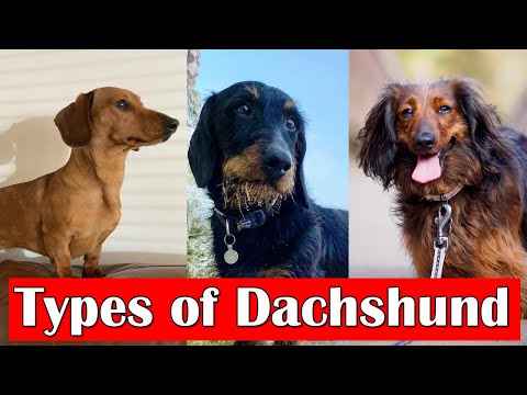 Different Types of Dachshunds Dog Breeds | Dachshund dog types