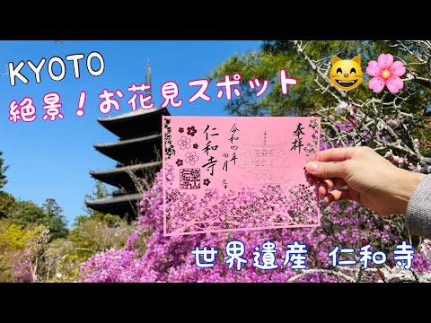 京都の世界遺産仁和寺のお花見を徹底解説🌸