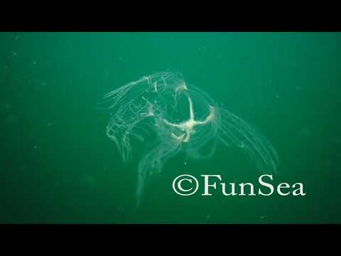 浜名湖 カミクラゲ Spirocodon saltator