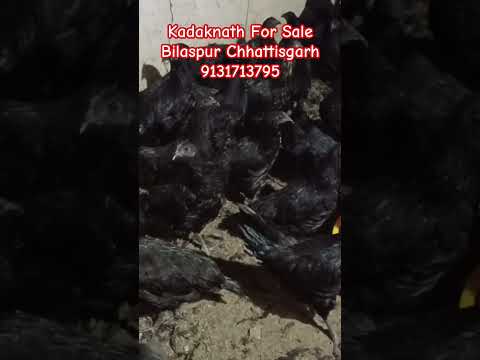 Kadaknath For Sale Bilaspur Chhattisgarh 9131713795 #chicken #kadaknathchicken #kadaknathmurga