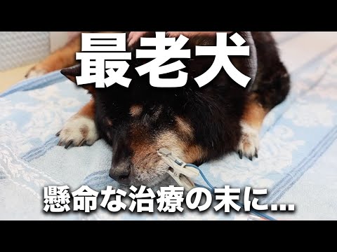 【発作】急に鳴きながら倒れて動けなくなってしまった老犬