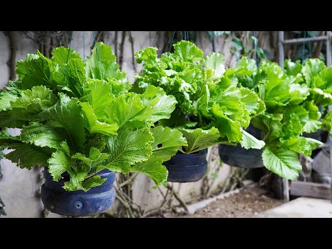 How I Turned Plastic Bottles Into An Easy And Highly Productive Hanging Vegetable Garden