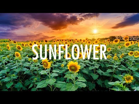 Post Malone, Swae Lee – Sunflower (Lyrics) 🎵