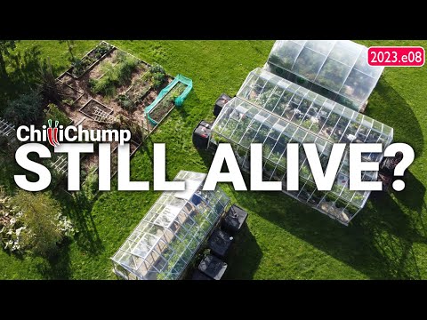 Chilli Plants Still Going!? - Garden Update (2023.e08)