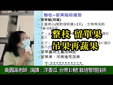 整枝 留單果 吊果再蔬果 洋香瓜台南13號 栽培管理技術 黃圓滿老師