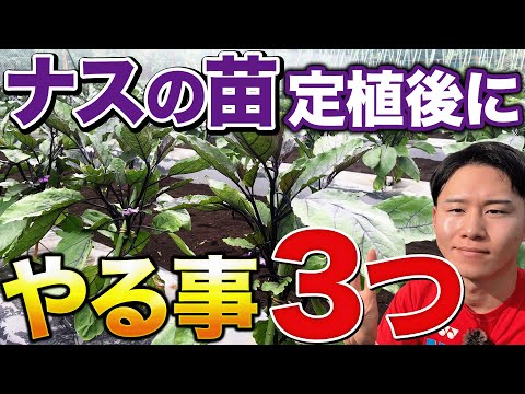 【大量収穫の第一歩】ナスを定植したら必ずやってほしい事