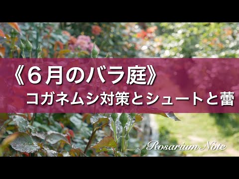 《６月のバラ庭》コガネムシ対策とシュートと蕾