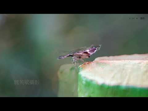 2021 9 2新竹芎林飛鳳山生態攝影 4k60p 1