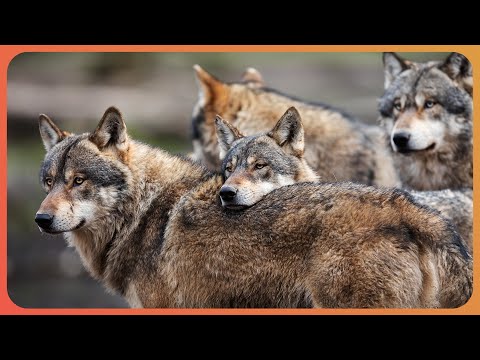 How Do Animals Master Teamwork in Nature? (4K Documentary)