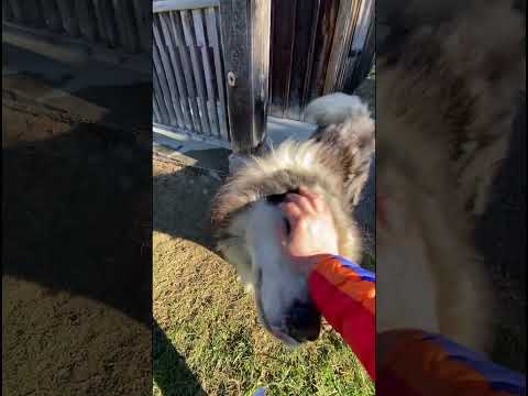 Mush Larose Sled Dog Petting Rounds #sleddogs #dogsports #workingdogs